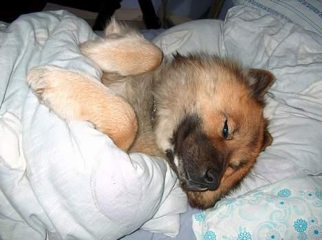 Eurasier Bymosen's Athena - Vores lille puttehund. billede 8