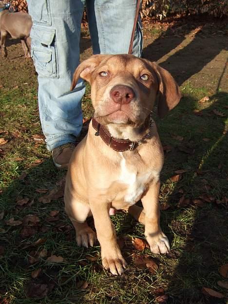 Amerikansk staffordshire terrier Bisse Big Boom - nej jeg har ikke røget... det er mit dominans blik!!! SS billede 6