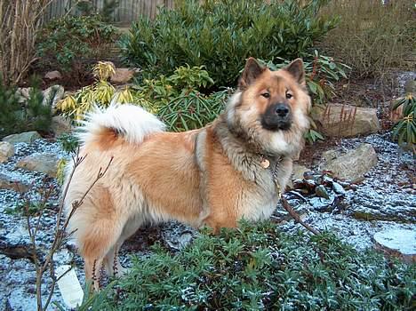 Eurasier Bymosen's Athena - Den bedste tæve i racen 2004 og Klubvinder. billede 9