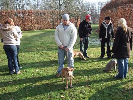 Amerikansk staffordshire terrier Bisse Big Boom - Min farmand og mig,,, billede 7