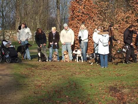 Amerikansk staffordshire terrier Bisse Big Boom - muskel træf.. lækker mennesker og hunde.. billede 8