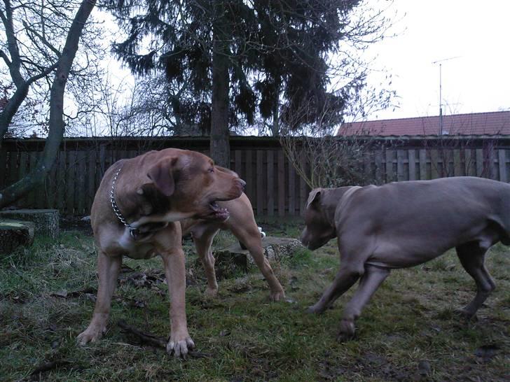 Amerikansk staffordshire terrier Bisse Big Boom - GRRR!!!  billede 9