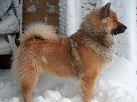 Eurasier Bymosen's Athena - Athena i sneen. billede 11