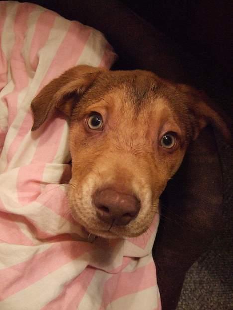 Amerikansk staffordshire terrier Bisse Big Boom - blitzen vækked mig,,, billede 10