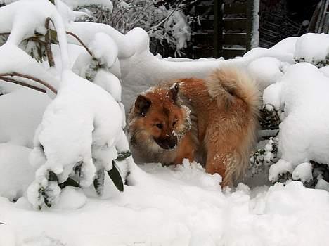 Eurasier Bymosen's Athena - Athena graver sig en "rede". billede 12