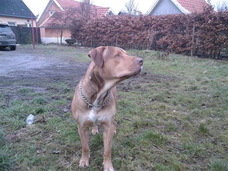 Amerikansk staffordshire terrier Bisse Big Boom - hmm kigge kigge rundt=) billede 11