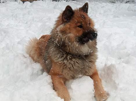 Eurasier Bymosen's Athena - Athena kan slet ikke få nok af sneen. billede 13