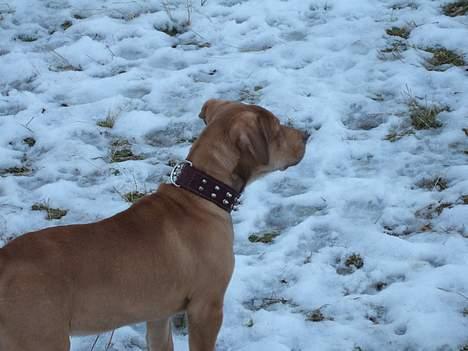 Amerikansk staffordshire terrier Bisse Big Boom - er jeg ikke flot og mandig..? billede 12