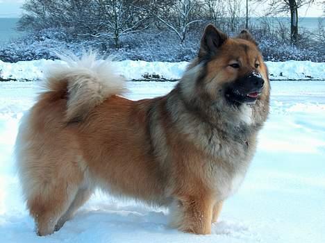 Eurasier Bymosen's Athena - Athena i mindeparken. billede 14