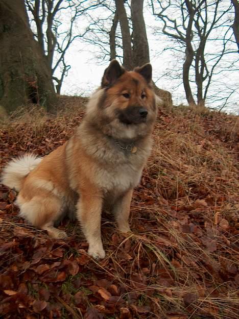 Eurasier Bymosen's Athena - December 2005. billede 15