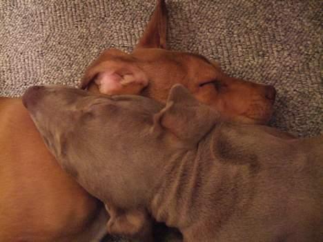 Amerikansk staffordshire terrier Bisse Big Boom - Brødrene puttesove!!! ZZZ billede 13