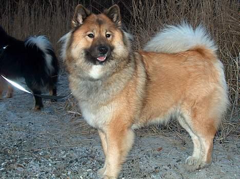 Eurasier Bymosen's Athena - Athena - Bedste tæve i racen + Klubvinder 2005. billede 16