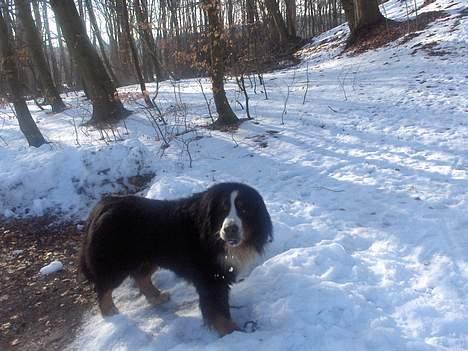 Berner sennenhund Snoopy (død) - Jeg spiser da ikke sne.... slurp (Billede taget af Marianne med Phoco og Maja på gåtur) billede 18