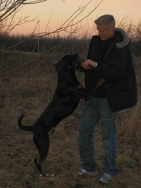 Rottweiler Bozzy billede 14