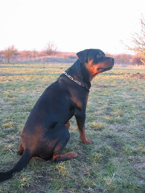 Rottweiler Bozzy billede 15