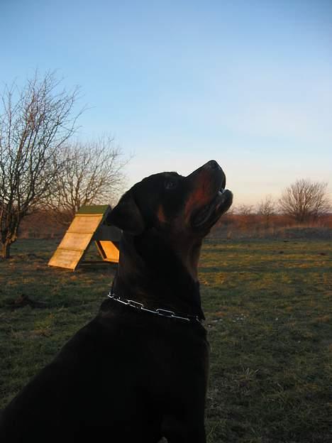 Rottweiler Bozzy billede 16