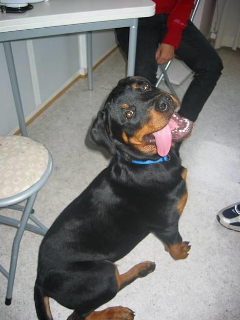 Rottweiler Bozzy billede 17