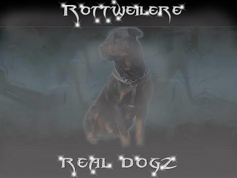 Rottweiler Kaiser RIP  - Photoshop bearbejde billede af Kaiser billede 1