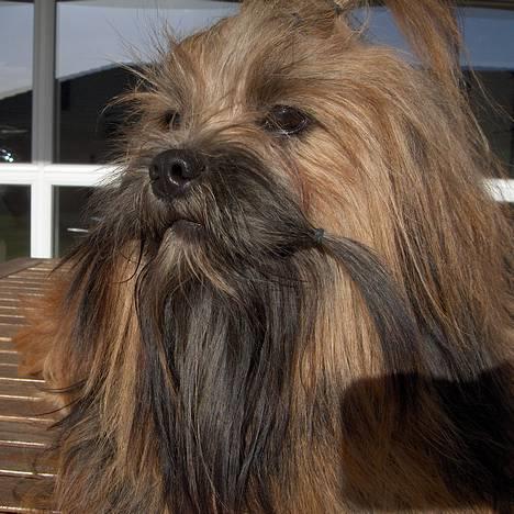 Lhasa apso Fu-kao Zombie (Balou) - Balou  billede 1