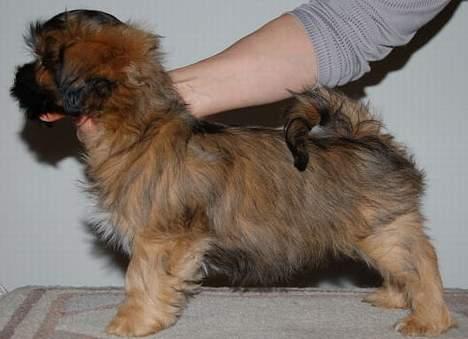 Lhasa apso Fu-kao Zombie (Balou) - lækker lille model billede 2