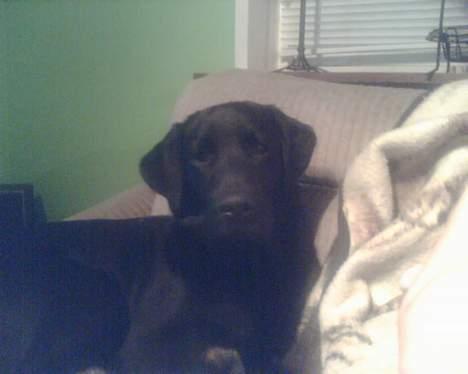 Labrador retriever Felix - Her er min "bror" laban" vi hygger os rigtigt meget sammen billede 5