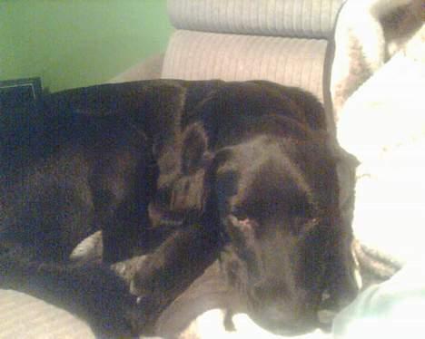 Labrador retriever Felix - Endnu et af laban :) billede 6