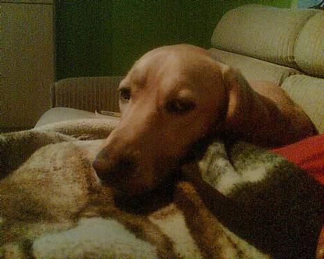 Labrador retriever Felix - ligger lige i sofaen og stener :P billede 7