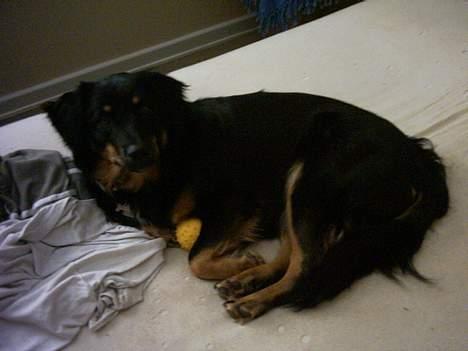 Blanding af racer Kaya - Mor smut lige, kan du ikke se at jeg sov.... billede 11