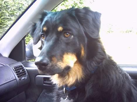 Blanding af racer Kaya billede 12