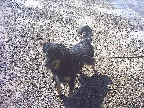 Blanding af racer Kaya billede 13