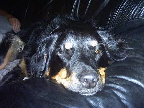 Blanding af racer Kaya - Her sover Kaya rigtig godt på sofaen billede 14