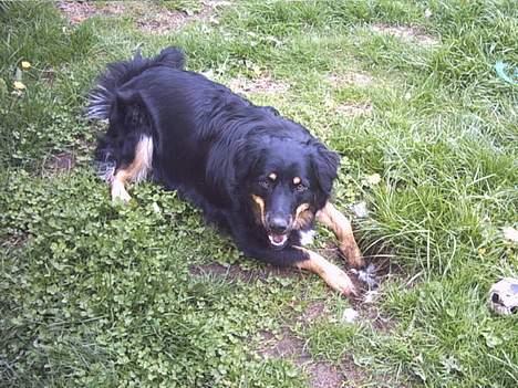 Blanding af racer Kaya - UPS, nu blev jeg sørme grebet midt i forbrydelsen.... Men jeg elsker at grave :-) billede 15