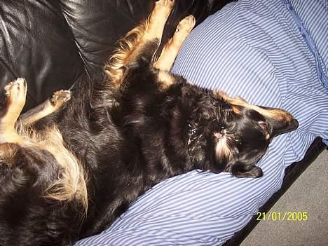 Blanding af racer Kaya - Så skal der slappes af.. :-) billede 17