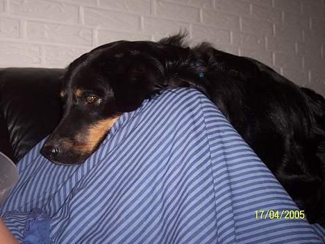 Blanding af racer Kaya - "Mor" må jeg ikke godt smage dit mad...??? billede 18