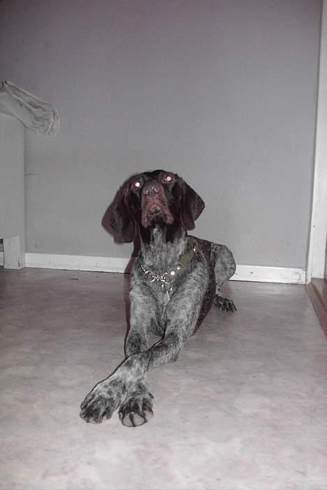 Korthåret hønsehund Debbie - Debbie, hun er så afslappet billede 1