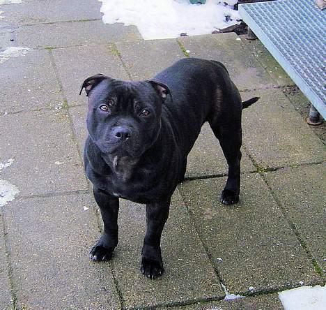 Staffordshire bull terrier Odin billede 12