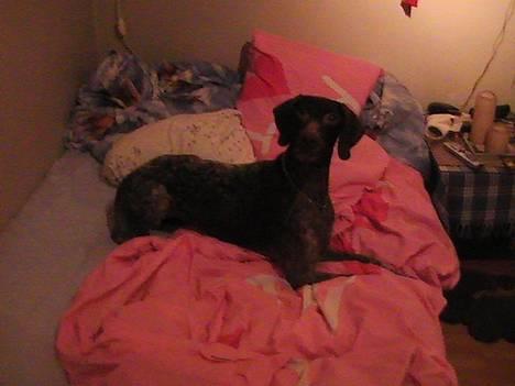 Korthåret hønsehund Debbie billede 3