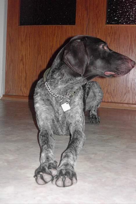 Korthåret hønsehund Debbie billede 4