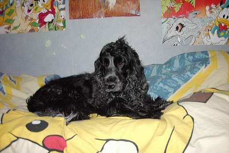 Cocker spaniel Rosa - Rosa i min lillebrors seng, billede 1