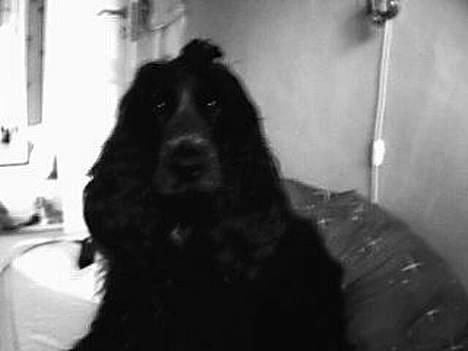 Cocker spaniel Rosa - er hun ikke kær ? billede 2