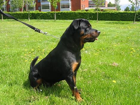 Rottweiler Kaiser RIP  - Kaiser som rigtig vagt hund billede 2