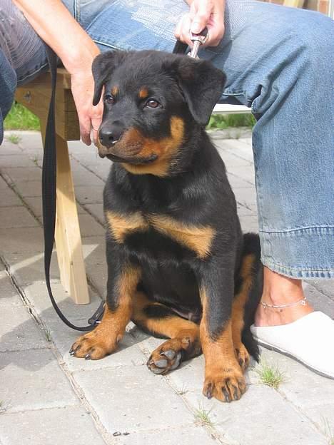 Rottweiler Kaiser RIP  - jeg får en kiks hvis jeg sidder pænt, okay så men skynd jer billede 3