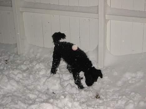 Mellempuddel Taz - JUBIIII jeg elsker sne billede 6