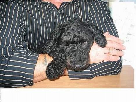 Mellempuddel Taz - jeg elsker bare at blive nusset... og så er jeg rigtig go til at putte..  billede 7