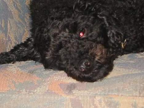 Mellempuddel Taz - jeg ta´r lige en slapper..  billede 8