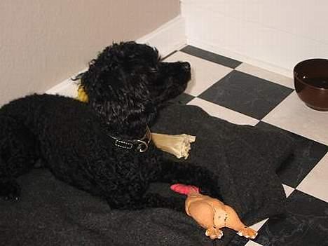 Mellempuddel Taz - min ynglings kylling.. :-) billede 9