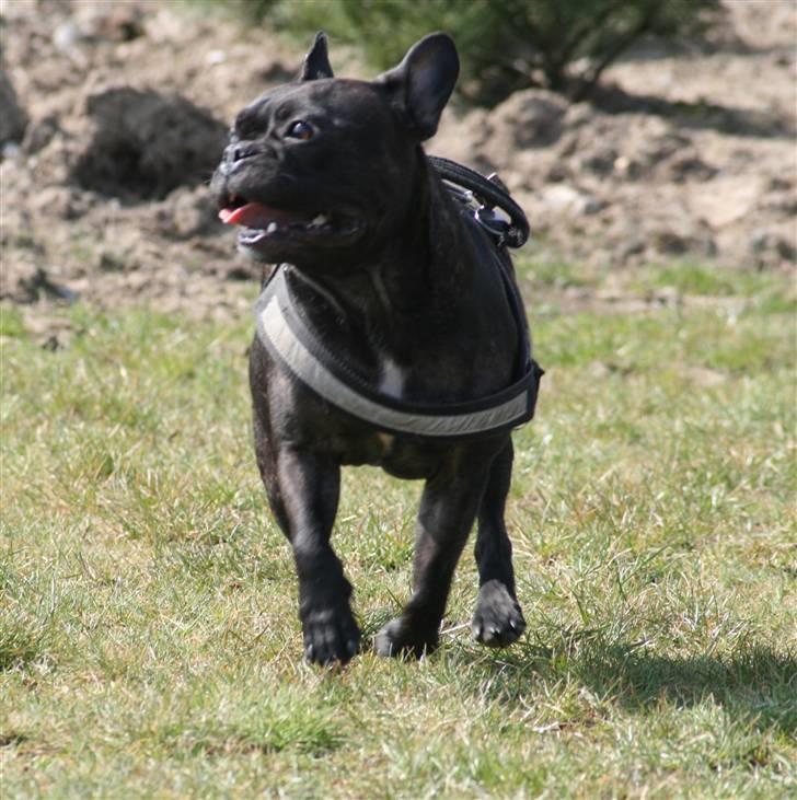 Fransk bulldog Bertram 2 billede 8