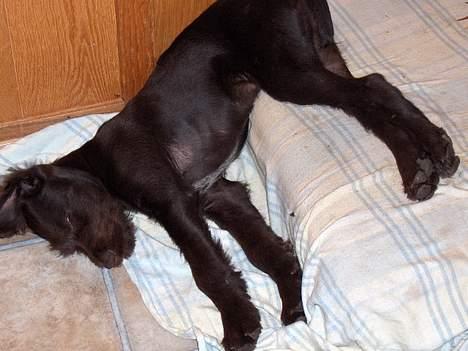 Ruhåret hønsehund stella - lad mig være jeg sover så godt!!!! billede 1