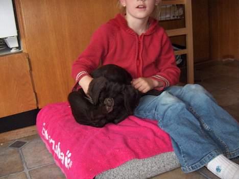 Ruhåret hønsehund stella - er jeg ikk bare artig billede 2