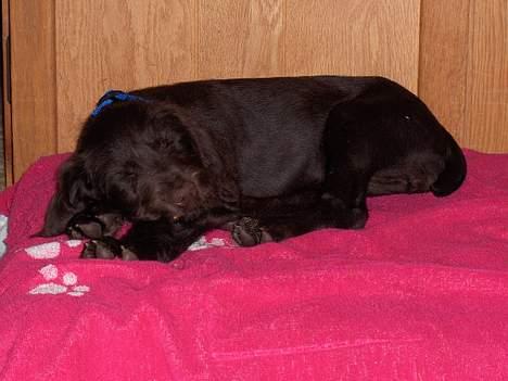 Ruhåret hønsehund stella - er jeg ikk bare sød  billede 3